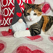 Poppi is registered to the contest to win money with this photo: cat, calico_cat, stuffed_toy, gnome, heart_pattern, blanket, pillow, xoxo, indoor, cute, pet, feline, resting, cozy, valentines, red, white, soft_texture, closeup, decor