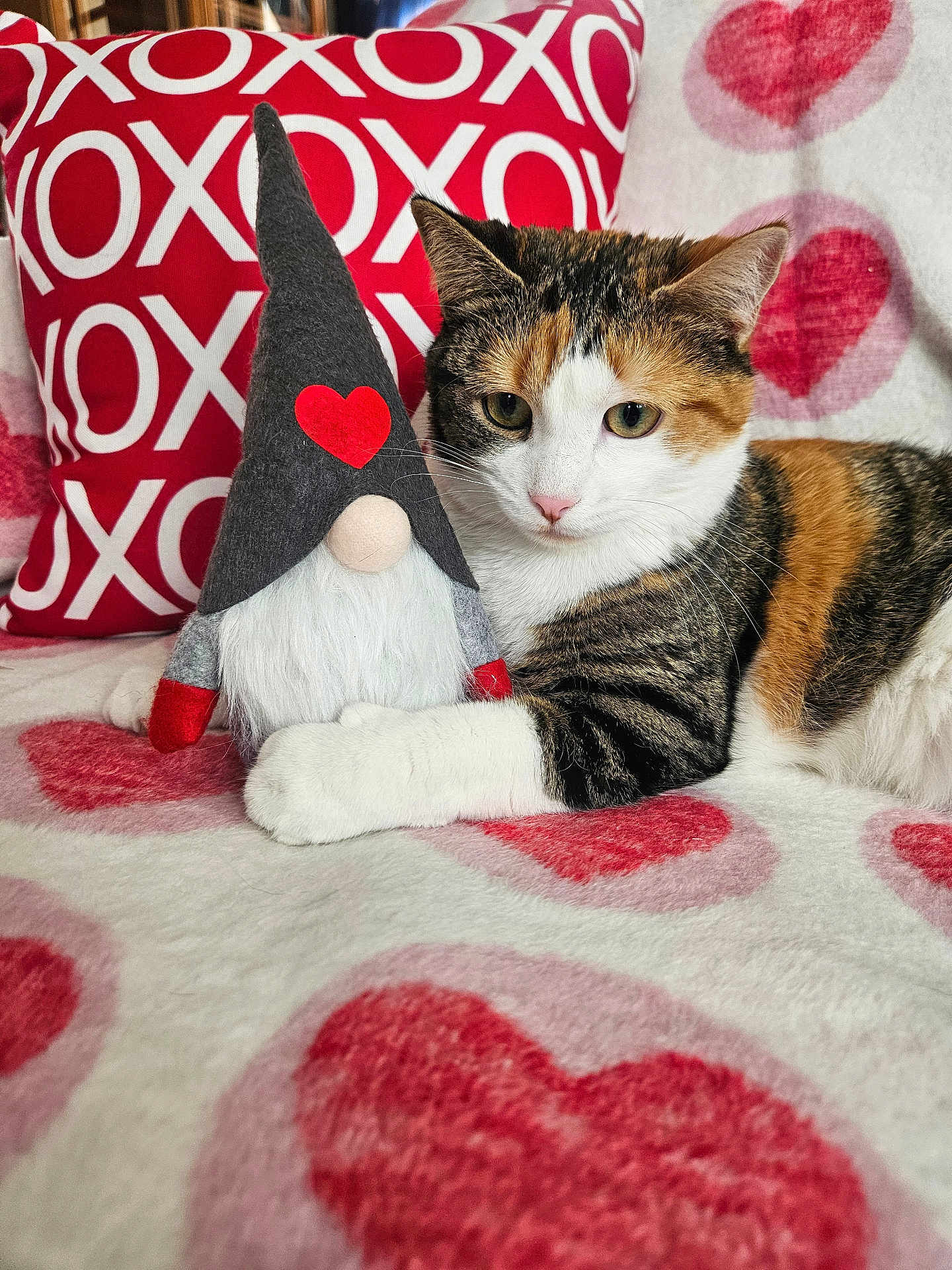 Poppi is registered to the contest to win money with this photo: cat, calico_cat, stuffed_toy, gnome, heart_pattern, blanket, pillow, xoxo, indoor, cute, pet, feline, resting, cozy, valentines, red, white, soft_texture, closeup, decor