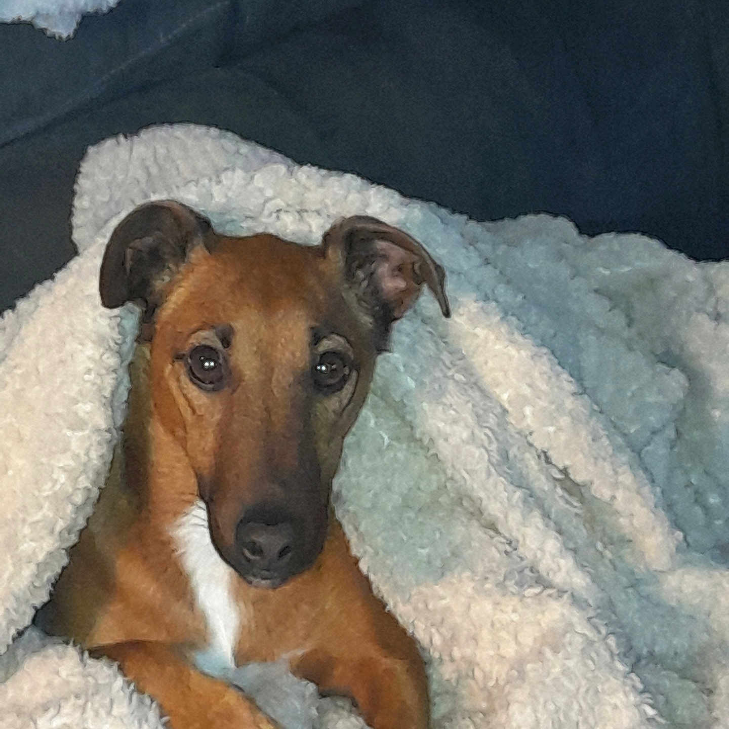 Tiloup a rejoint le concours — aidez-le/la à gagner de superbes lots ! dog, blanket, cozy, brown_fur, pet, snuggling, comfort, indoor, couch, relaxing, fur, animal, cute, portrait, looking_at_camera, ears, paw, soft_texture, warm, resting