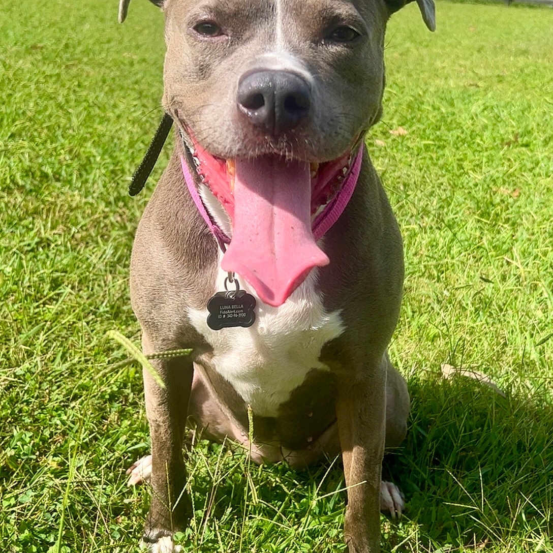 Luna Bella joined the competition — help win amazing prizes! animal, canine, closeup, collar, daylight, dog, friendly, grass, greenery, happy, mammal, nature, outdoor, pet, playful, sitting, summer, sunny, tag, tongue_out