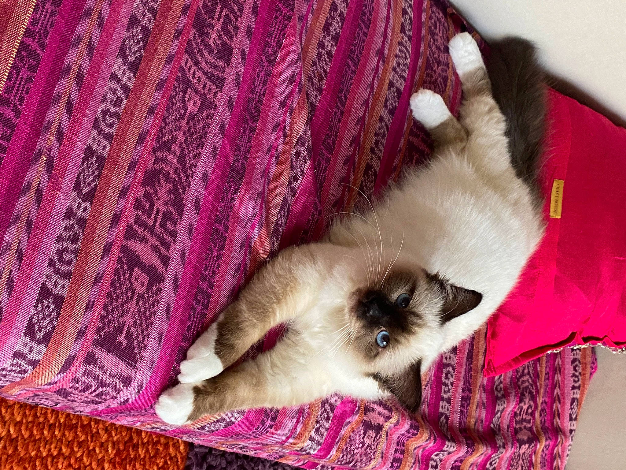 Ali participe au concours pour gagner de l'argent avec cette photo : carnivore, cat, cat_supply, comfort, creative_arts, domestic_short_haired_cat, fawn, felidae, fur, linens, magenta, pattern, siamese, sleeve, small_to_medium_sized_cats, textile, whiskers, wool, woolen, woven_fabric