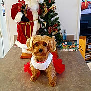 Minnie is registered to the contest to win money with this photo: dog, small_dog, christmas_tree, santa_claus_figure, holiday_decorations, red_dress, white_shirt, tabletop, indoor, festive, cute, pet, decor, ornaments, christmas_card, living_room, holiday, toy, seasonal, fur
