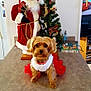 dog, small_dog, christmas_tree, santa_claus_figure, holiday_decorations, red_dress, white_shirt, tabletop, indoor, festive, cute, pet, decor, ornaments, christmas_card, living_room, holiday, toy, seasonal, fur