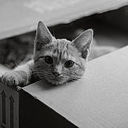 Coco Simv participe au concours pour gagner de l'argent avec cette photo : cat, kitten, cardboard_box, pet, animal, cute, curious, black_and_white, close_up, whiskers, playful, indoor, feline, portrait, young, paw, eyes, soft_light, texture, relaxed