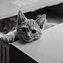 cat, kitten, cardboard_box, pet, animal, cute, curious, black_and_white, close_up, whiskers, playful, indoor, feline, portrait, young, paw, eyes, soft_light, texture, relaxed