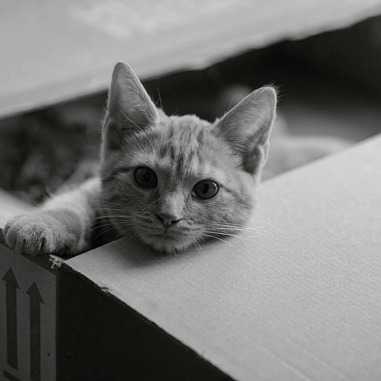 Coco Simv participe au concours pour gagner de l'argent avec cette photo : animal, black_and_white, cardboard_box, cat, close_up, curious, cute, eyes, feline, indoor, kitten, paw, pet, playful, portrait, relaxed, soft_light, texture, whiskers, young