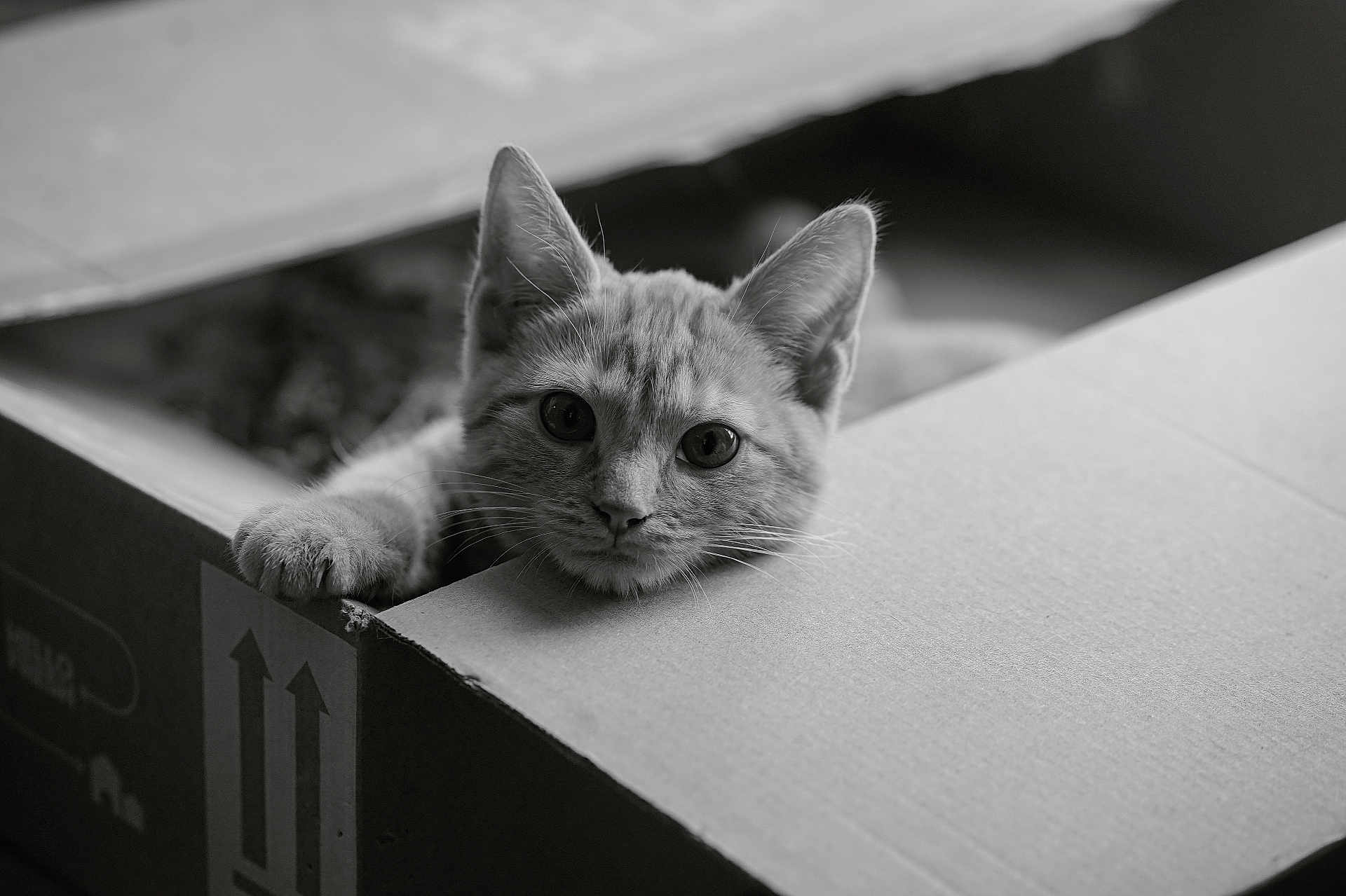 Coco Simv participe au concours pour gagner de l'argent avec cette photo : cat, kitten, cardboard_box, pet, animal, cute, curious, black_and_white, close_up, whiskers, playful, indoor, feline, portrait, young, paw, eyes, soft_light, texture, relaxed