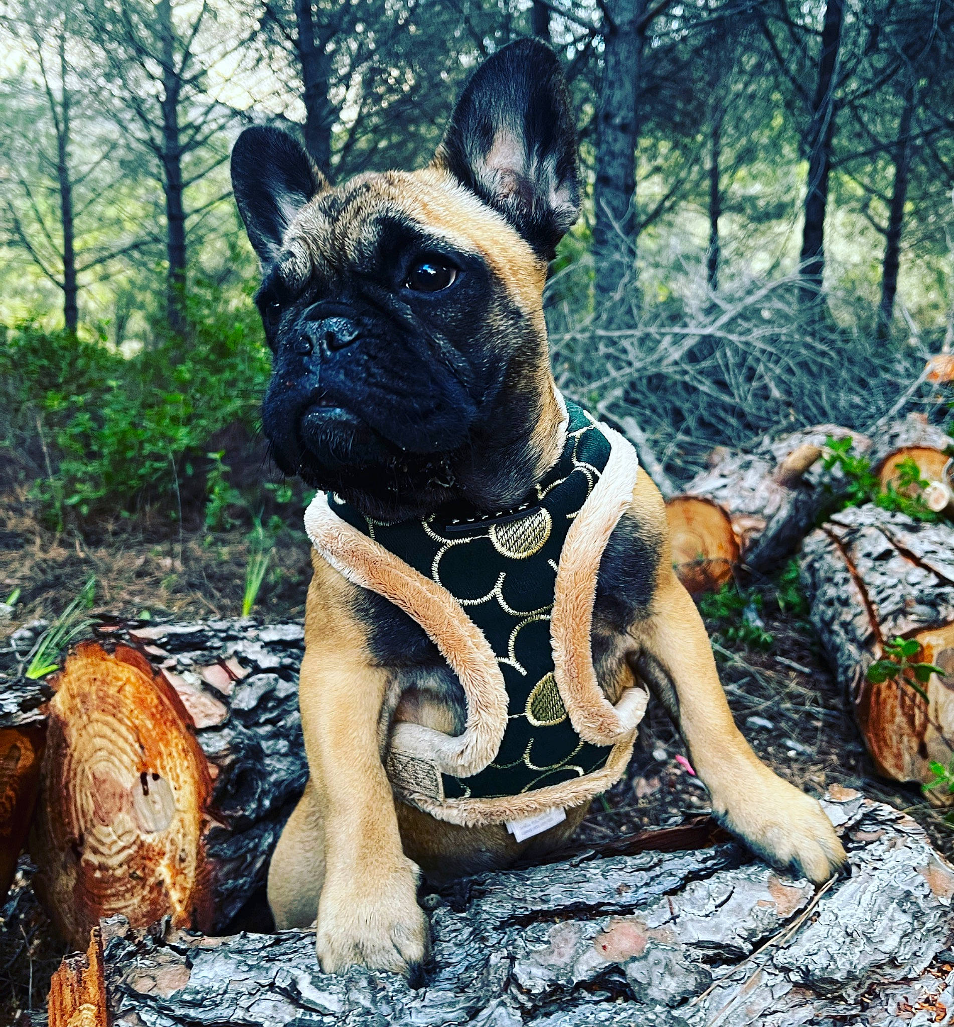 Sienna a rejoint le concours — aidez-le/la à gagner de superbes lots ! bulldog, canidae, carnivore, collar, companion_dog, dog, dog_breed, dog_collar, fawn, grass, molosser, plant, snout, sporting_group, terrestrial_animal, tree, trunk, water, wood, working_animal