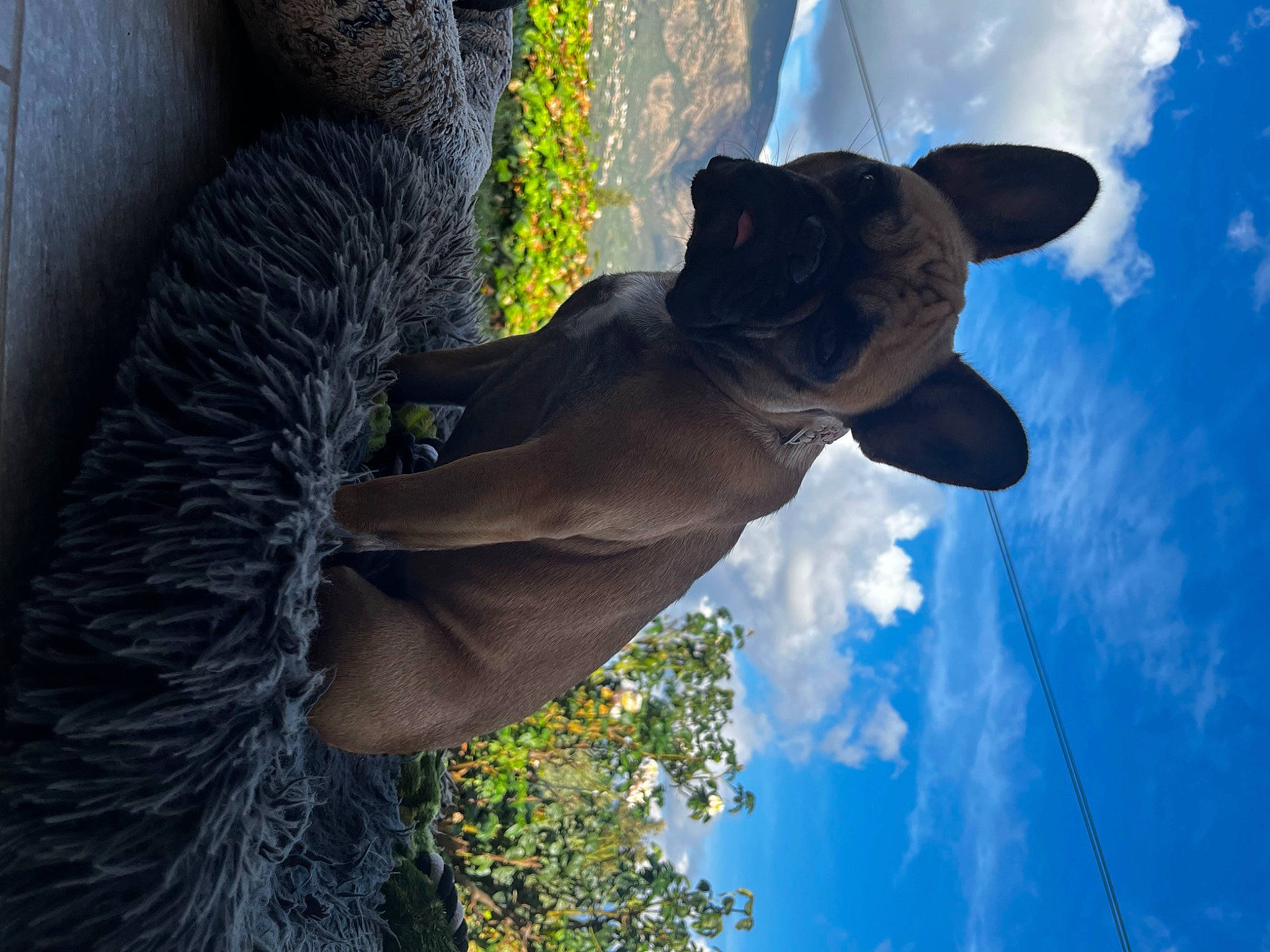 Sienna participe au concours pour gagner de l'argent avec cette photo : adventure, art, blue, cloud, electric_blue, finger, gesture, grass, hand, monument, plant, sculpture, shadow, sky, snout, statue, tail, tree, wing, wood