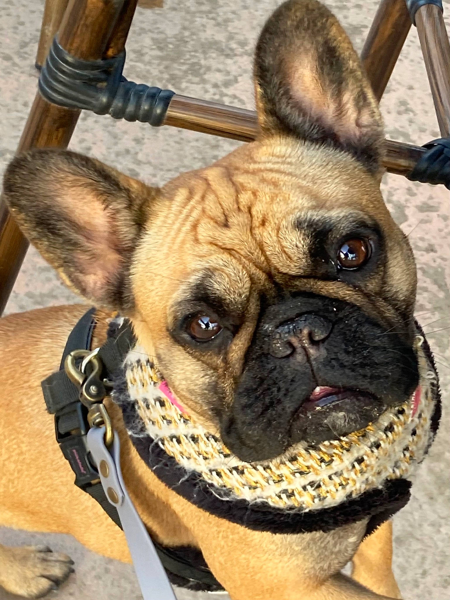 Sienna participe au concours pour gagner de l'argent avec cette photo : biting, bulldog, canidae, carnivore, collar, companion_dog, dog, dog_breed, dog_collar, fawn, molosser, pet_supply, snout, sporting_group, terrestrial_animal, toy_dog, vertebrate, whiskers, working_animal, wrinkle