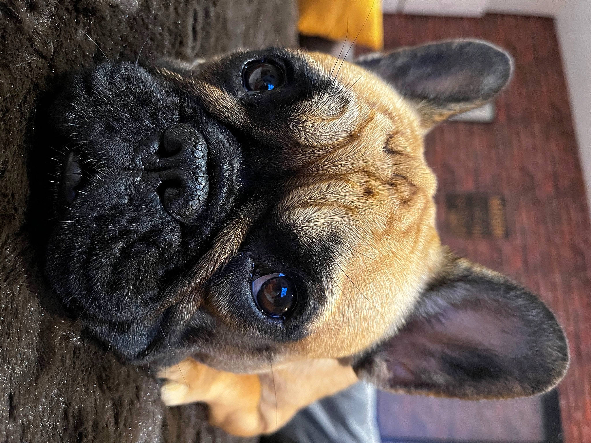Sienna participe au concours pour gagner de l'argent avec cette photo : canidae, carnivore, close_up, companion_dog, dog, dog_breed, ear, eye, fawn, fur, head, iris, liver, snout, sporting_group, terrestrial_animal, toy_dog, whiskers, working_animal, wrinkle
