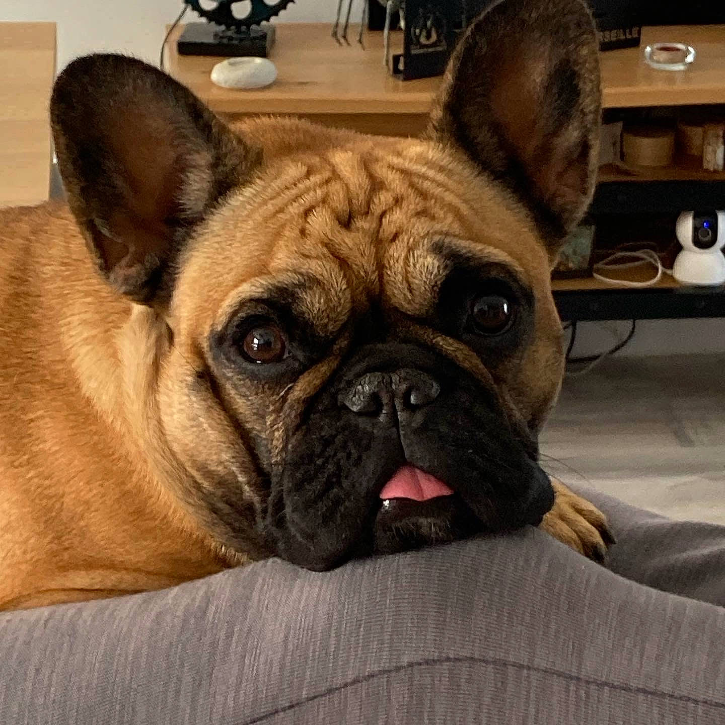 Sienna participe au concours pour gagner de l'argent avec cette photo : bored, box, bulldog, canidae, carnivore, comfort, companion_dog, dog, dog_breed, ear, fawn, french_bulldog, non_sporting_group, snout, sporting_group, terrestrial_animal, toy_dog, whiskers, working_animal, wrinkle