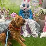 Bear joined the competition — help win amazing prizes! dog, easter_bunny_costume, person, bunny_ears, leash, grass, bench, flowers, easter_decorations, sign, spring, holiday, celebration, costume, indoor, pet, playful, festive, colorful, smiling_dog