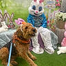dog, easter_bunny_costume, person, bunny_ears, leash, grass, bench, flowers, easter_decorations, sign, spring, holiday, celebration, costume, indoor, pet, playful, festive, colorful, smiling_dog