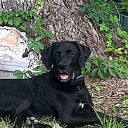 Ozzy is registered to the contest to win money with this photo: black_dog, dog, animal, pet, outdoor, grass, tree, nature, leaf, canine, tongue_out, lying_down, collar, fur, mammal, resting, summer, daylight, garden, trunk