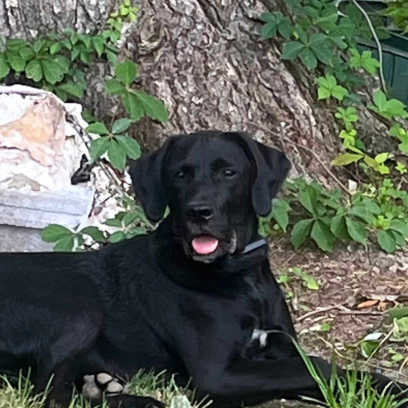 Ozzy is registered to the contest to win money with this photo: animal, black_dog, canine, collar, daylight, dog, fur, garden, grass, leaf, lying_down, mammal, nature, outdoor, pet, resting, summer, tongue_out, tree, trunk