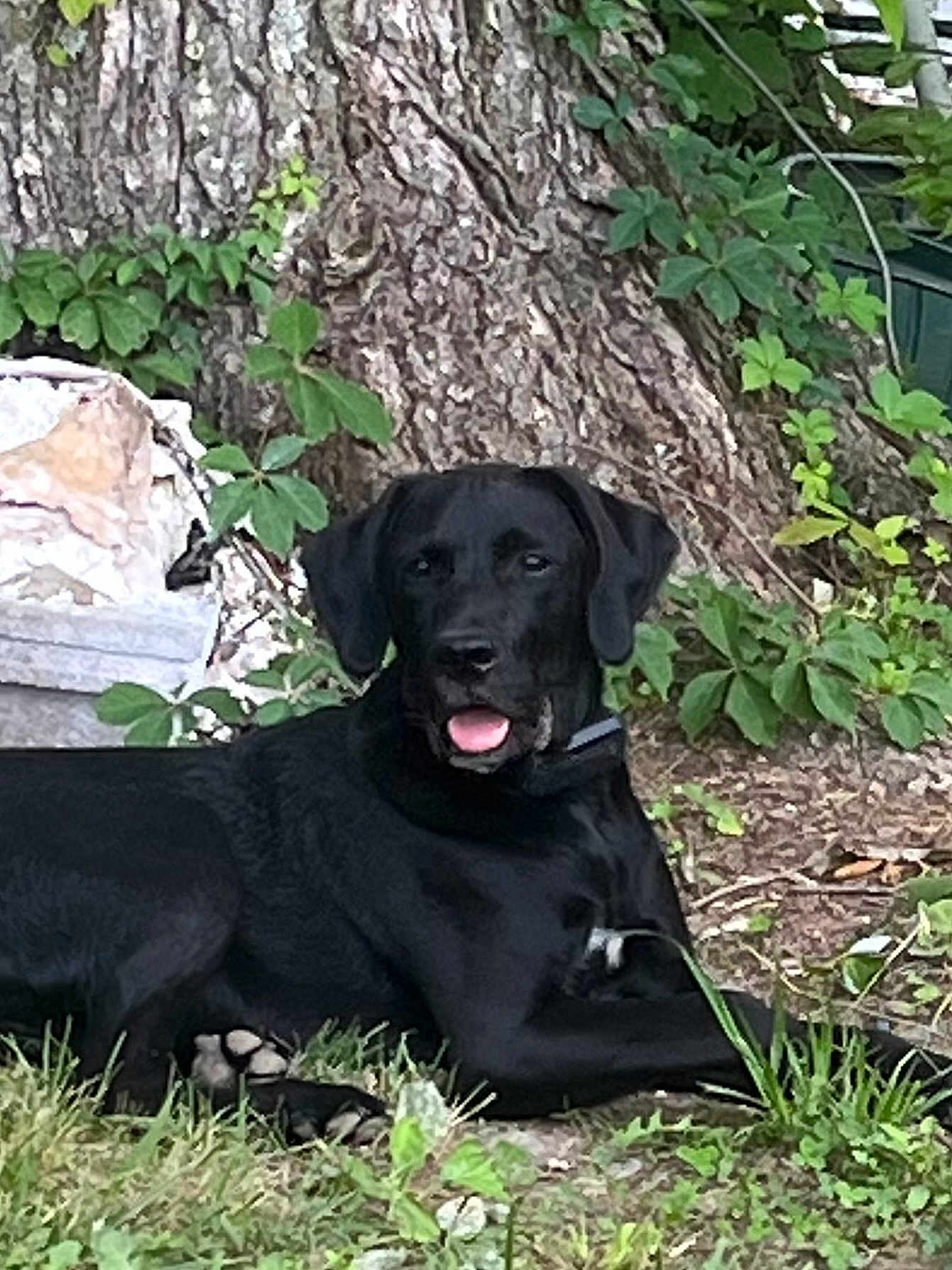 Ozzy is registered to the contest to win money with this photo: black_dog, dog, animal, pet, outdoor, grass, tree, nature, leaf, canine, tongue_out, lying_down, collar, fur, mammal, resting, summer, daylight, garden, trunk
