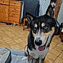 dog, indoor, blue_eyes, happy, tongue_out, sitting, dog_bed, floor_tiles, wooden_furniture, cabinet, chair, pet, animal, household, domestic, fur, black_and_white, canine, portrait, companion