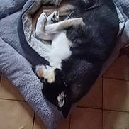 Lessy participe au concours pour gagner de l'argent avec cette photo : dog, pet_bed, sleeping, black_and_white, curled_up, indoor, tile_floor, cozy, resting, animal, fur, paw, quiet, relaxing, domestic, companion, cute, bed, home, canine