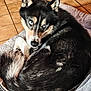 Lessy participe au concours pour gagner de l'argent avec cette photo : dog, husky, blue_eyes, pet_bed, curled_up, indoor, floor_tiles, wooden_furniture, fur, animal, canine, resting, looking_at_camera, cozy, domestic, companion, portrait, close_up, black_fur, white_fur