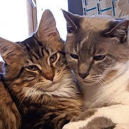 Oggy Et Nougat a rejoint le concours — aidez-le/la à gagner de superbes lots ! aegean_cat, cat, cat_like_mammal, domestic_short_haired_cat, fur, kitten, maine_coon, small_to_medium_sized_cats, snout, whiskers