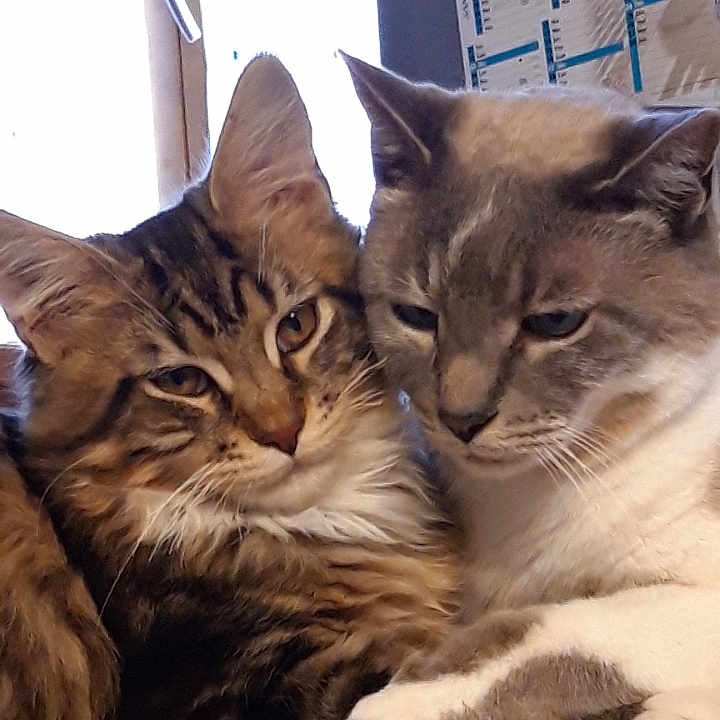 Oggy Et Nougat