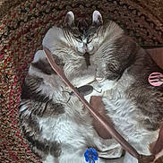 Yumi Et Yeti participe au concours pour gagner de l'argent avec cette photo : cat, cats, sleeping, cuddling, fluffy, pet, animal, feline, resting, cozy, indoor, rug, woven_rug, toy, pink_toy, blue_toy, closeup, pair, cute, domestic_animal