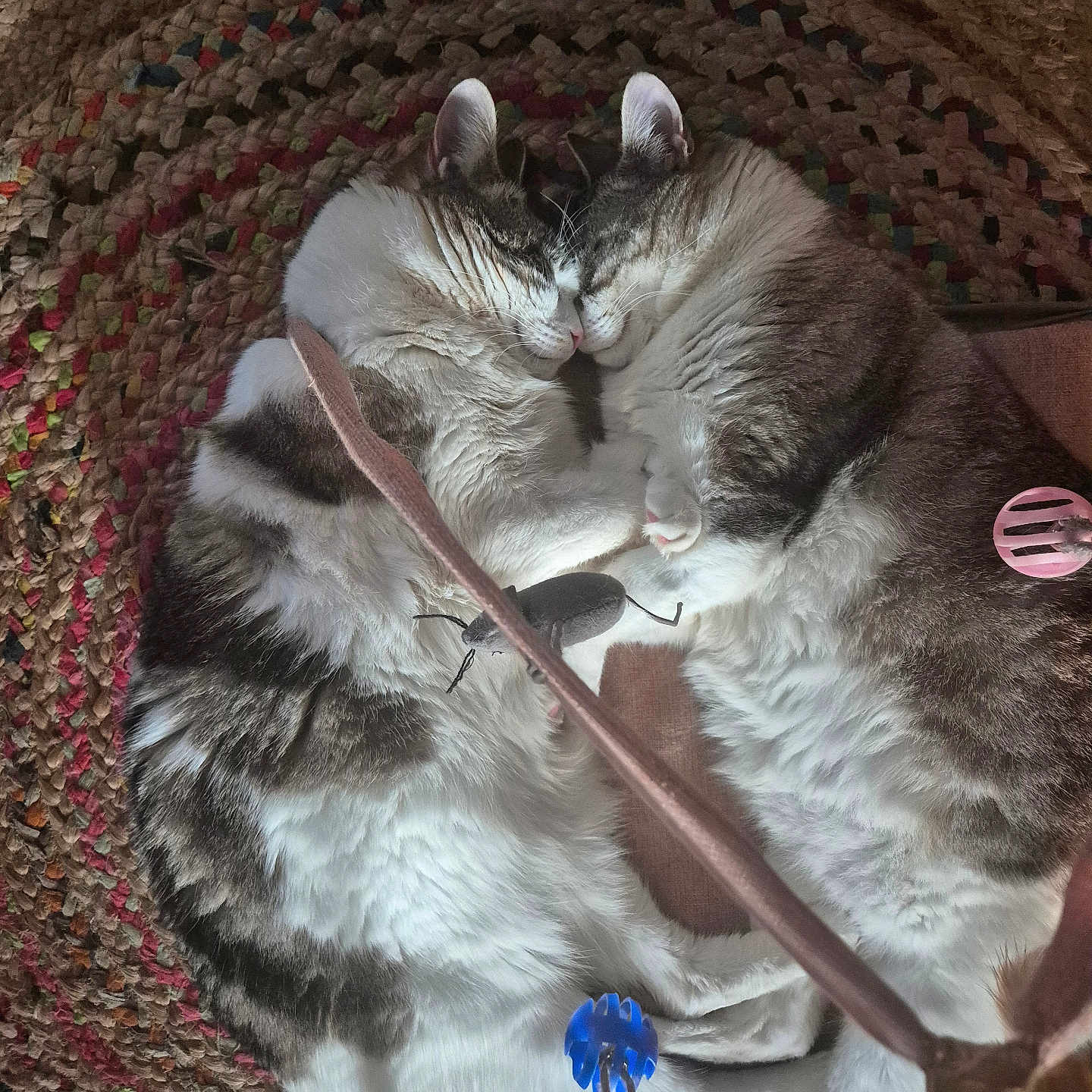 Yumi Et Yeti participe au concours pour gagner de l'argent avec cette photo : animal, blue_toy, cat, cats, closeup, cozy, cuddling, cute, domestic_animal, feline, fluffy, indoor, pair, pet, pink_toy, resting, rug, sleeping, toy, woven_rug