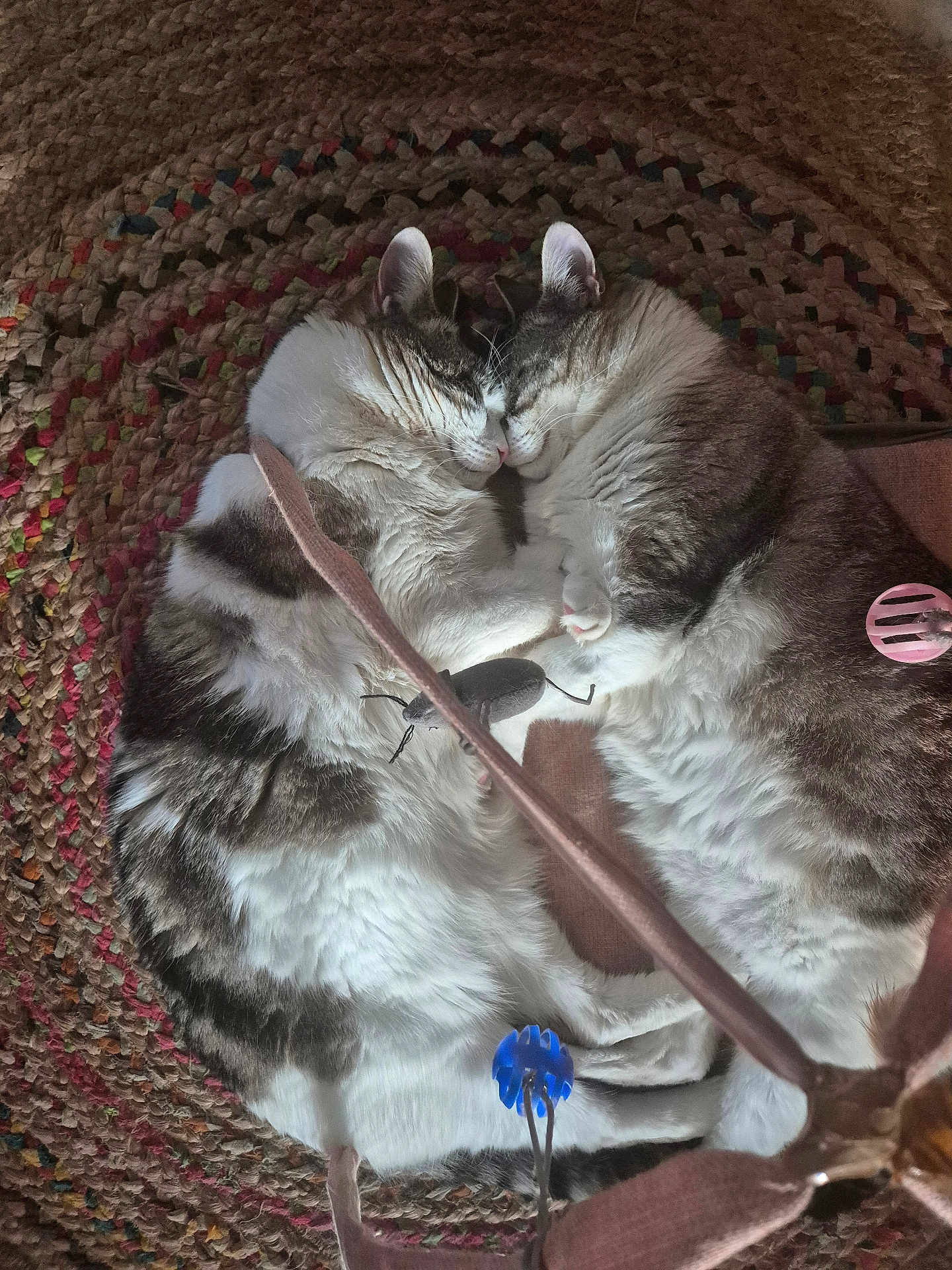 Yumi Et Yeti participe au concours pour gagner de l'argent avec cette photo : cat, cats, sleeping, cuddling, fluffy, pet, animal, feline, resting, cozy, indoor, rug, woven_rug, toy, pink_toy, blue_toy, closeup, pair, cute, domestic_animal