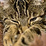 animal, brown, cat, close_up, cozy, cute, domestic_animal, ears, feline, fur, furry, indoor, paws, pet, relaxed, resting, sleepy, soft_focus, tabby, whiskers
