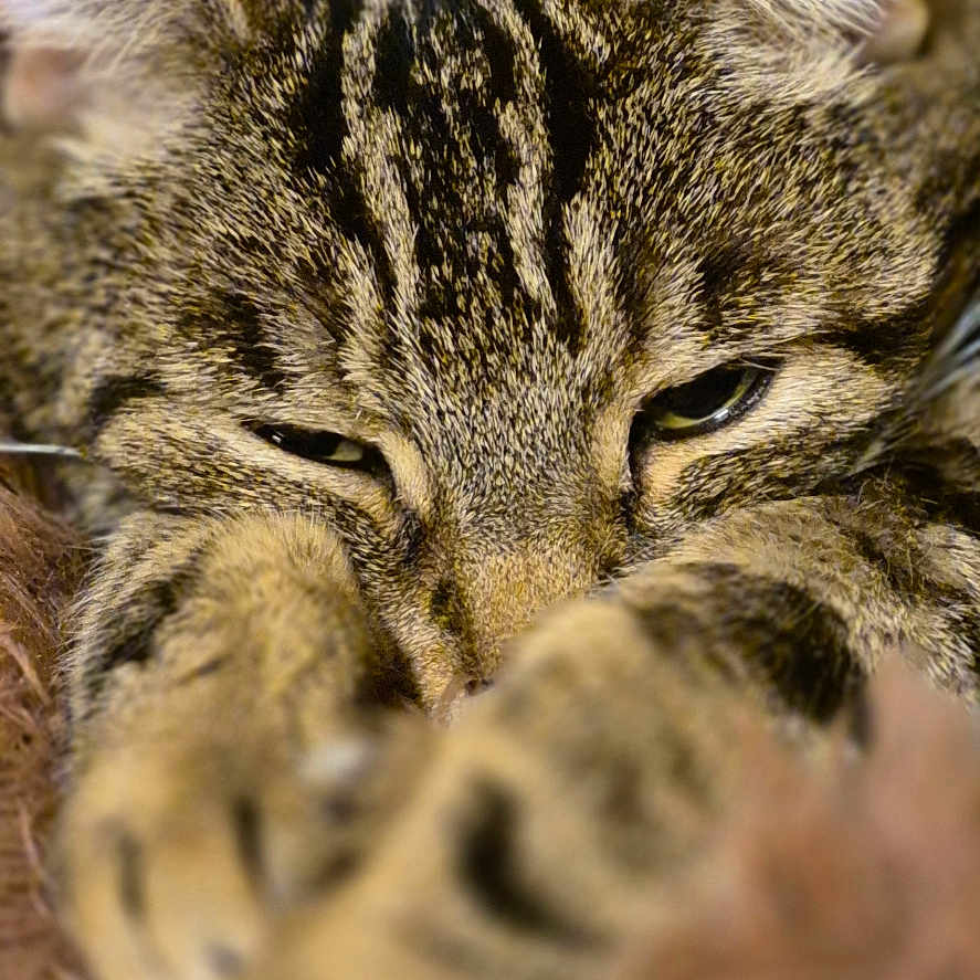 Sparrow participe au concours pour gagner de l'argent avec cette photo : animal, brown, cat, close_up, cozy, cute, domestic_animal, ears, feline, fur, furry, indoor, paws, pet, relaxed, resting, sleepy, soft_focus, tabby, whiskers
