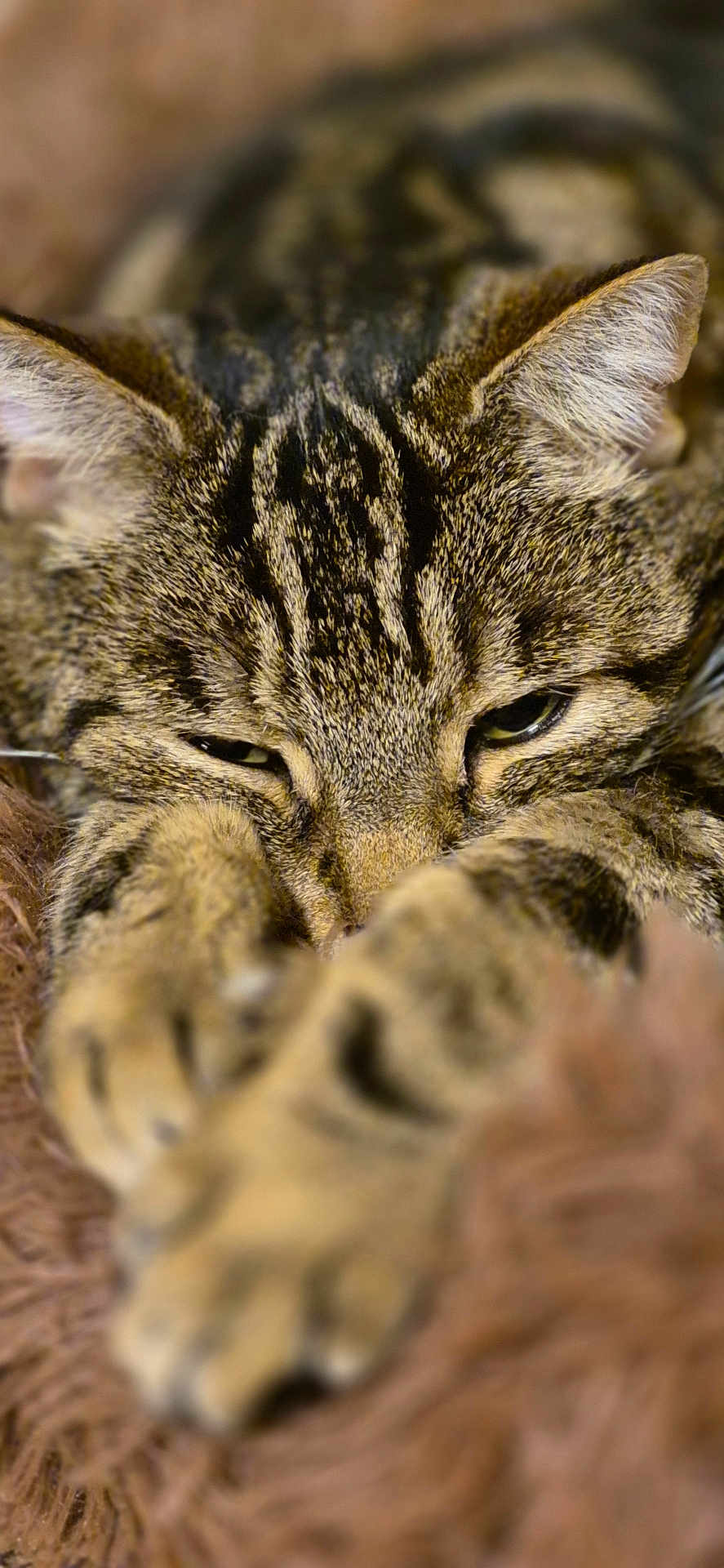 Sparrow participe au concours pour gagner de l'argent avec cette photo : animal, brown, cat, close_up, cozy, cute, domestic_animal, ears, feline, fur, furry, indoor, paws, pet, relaxed, resting, sleepy, soft_focus, tabby, whiskers