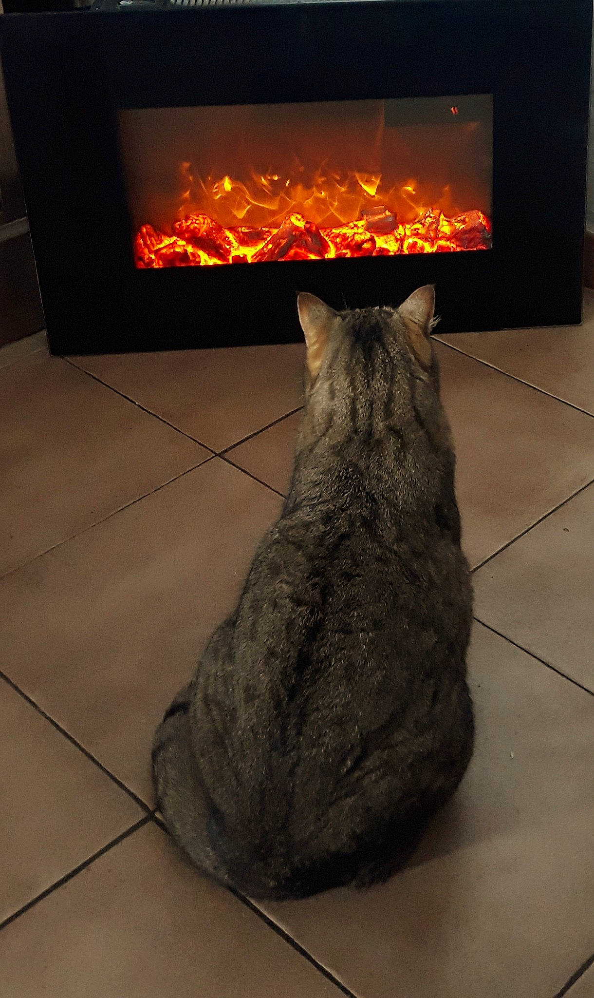 Chloé Dit Cloclo La Clochi participe au concours pour gagner de l'argent avec cette photo : carnivore, cat, felidae, fire, fire_screen, floor, flooring, gas, grey, hardwood, heat, laminate_flooring, light, lighting, living_room, small_to_medium_sized_cats, tail, whiskers, wood, wood_burning_stove