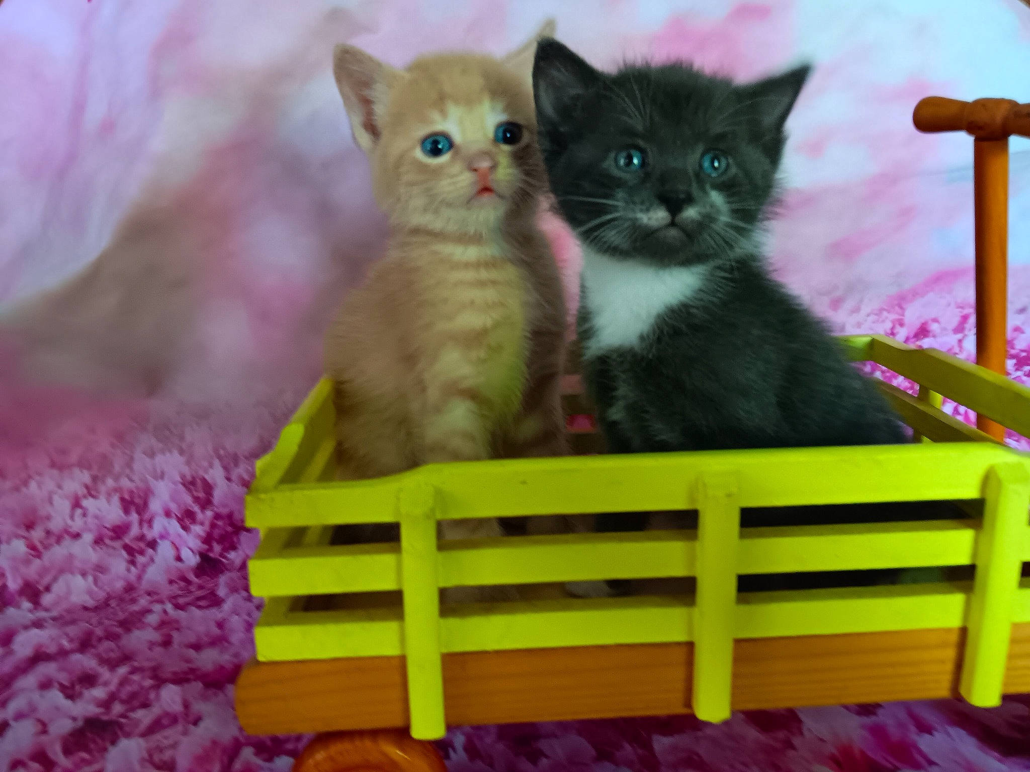 Levi Syvestor is registered to the contest to win money with this photo: carnivore, cat, cat_furniture, cat_supply, domestic_short_haired_cat, fawn, felidae, fur, green, magenta, paw, pet_supply, photo_caption, pink, rectangle, small_to_medium_sized_cats, snout, tail, whiskers, yellow