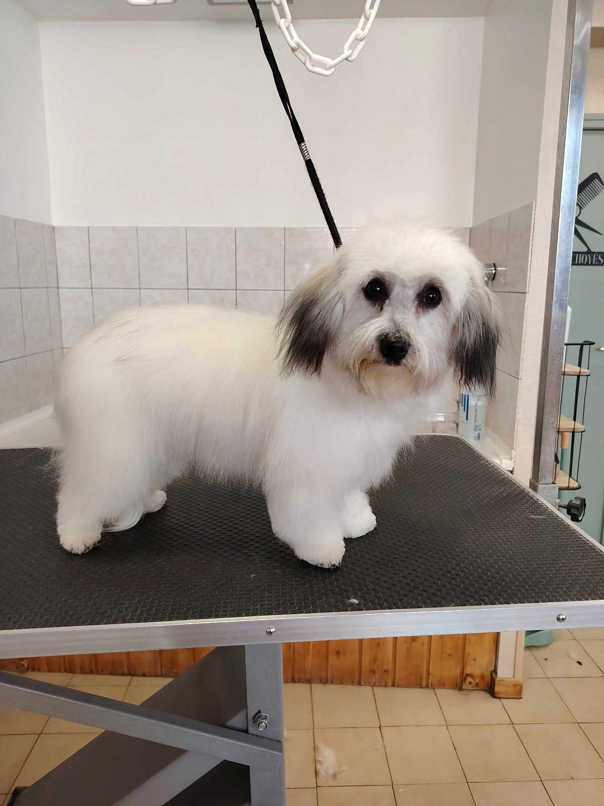 Vizia participe au concours pour gagner de l'argent avec cette photo : dog, white_dog, pet, grooming_table, indoor, animal, fur, ears, floor, tiles, leash, curious, standing, groomed, black_ears, snout, eyes, cute, companion, small_dog