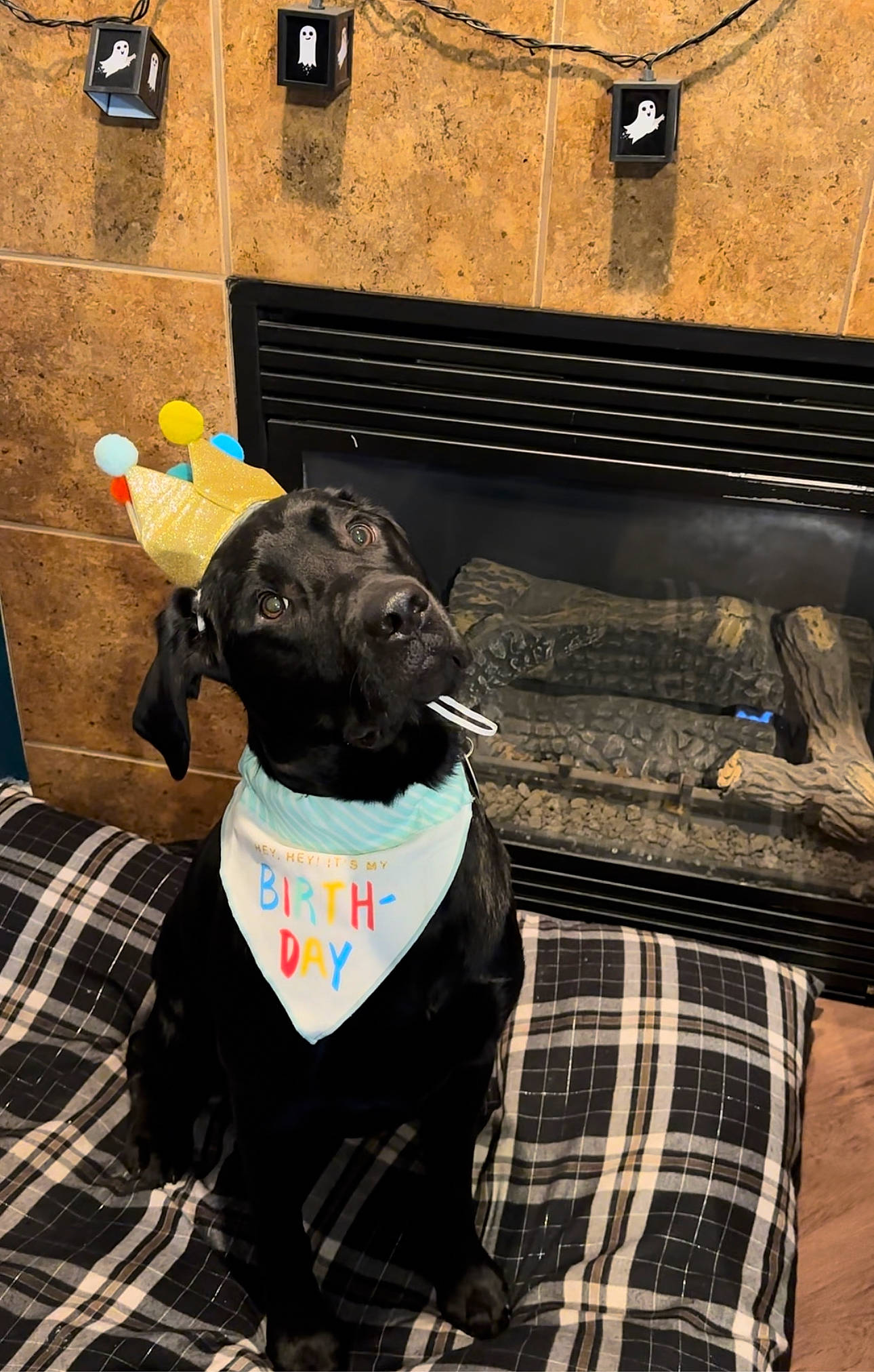 Marko joined the competition — help win amazing prizes! canidae, carnivore, collar, companion_dog, dog, dog_breed, dog_collar, dog_supply, fawn, fur, guard_dog, liver, non_sporting_group, pattern, pet_supply, plaid, snout, sporting_group, tartan, working_animal