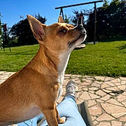 Olympe participe au concours pour gagner de l'argent avec cette photo : dog, small_dog, tan_dog, outdoor, sunlight, grass, garden, person, lap, jeans, sneakers, patio, stone_patio, swing_set, blue_sky, daytime, pet, canine, relaxation, animal