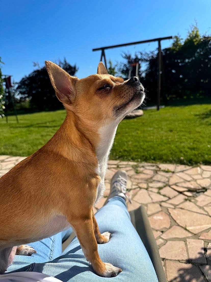 Olympe participe au concours pour gagner de l'argent avec cette photo : dog, small_dog, tan_dog, outdoor, sunlight, grass, garden, person, lap, jeans, sneakers, patio, stone_patio, swing_set, blue_sky, daytime, pet, canine, relaxation, animal