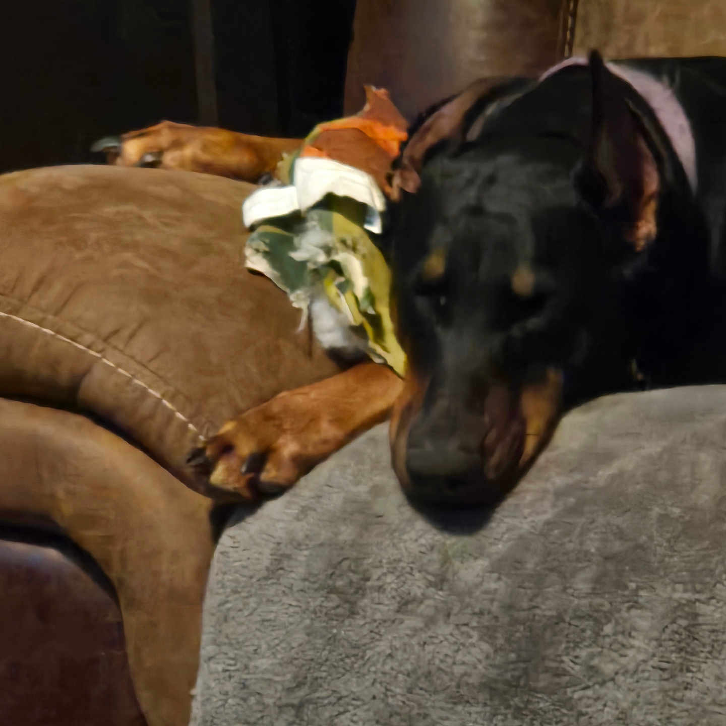 Luna joined the competition — help win amazing prizes! animal, blanket, brown, canine, comfort, companion, couch, cozy, doberman, dog, domestic, fur, furniture, home, indoors, paw, pet, relaxed, resting, sleeping