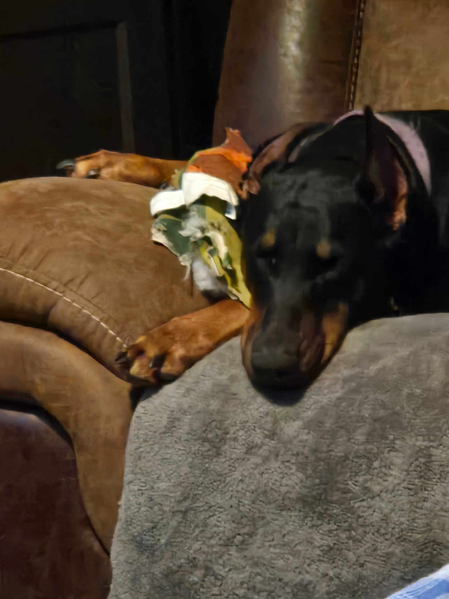 Luna joined the competition — help win amazing prizes! dog, doberman, couch, blanket, sleeping, pet, indoors, brown, fur, resting, cozy, animal, relaxed, paw, furniture, home, canine, domestic, companion, comfort