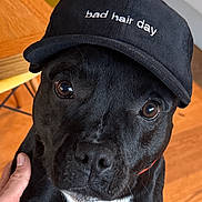 Uggy participe au concours pour gagner de l'argent avec cette photo : animal, black_dog, cap, close_up, collar, cute, dog, expression, eyes, face, fur, hat, holding, indoor, person_hands, pet, portrait, text_on_hat, wooden_floor, yellow_chair