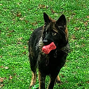 Voyou participe au concours pour gagner de l'argent avec cette photo : animal, ball, bodypart, canine, dog, field, germanshepherd, grass, grassland, green, mouth, nature, person, pet, plant, puppy, sport, tennis, tennisball, tongue