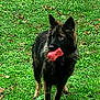 animal, ball, bodypart, canine, dog, field, germanshepherd, grass, grassland, green, mouth, nature, person, pet, plant, puppy, sport, tennis, tennisball, tongue