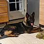 animal, appliance, canine, device, dog, dogbed, door, electricaldevice, germanshepherd, indoors, interiordesign, person, pet, policedog, refrigerator, walkingdog