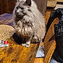 animal, architecture, building, cat, computerhardware, couch, electronics, furniture, hardware, hardwood, indoors, livingroom, monitor, pet, plant, plywood, room, screen, table, wood