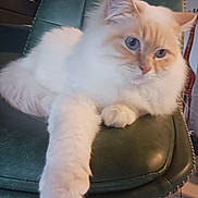 Yugi a rejoint le concours — aidez-le/la à gagner de superbes lots ! cat, fluffy, blue_eyes, cream_color, white_fur, indoor, chair, green_leather, pet, relaxed, paw, feline, home, cozy, portrait, close_up, animal, mammal, resting, cute