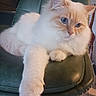 cat, fluffy, blue_eyes, cream_color, white_fur, indoor, chair, green_leather, pet, relaxed, paw, feline, home, cozy, portrait, close_up, animal, mammal, resting, cute