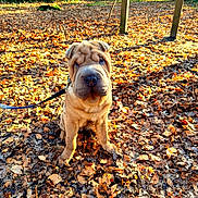 Aslan a rejoint le concours — aidez-le/la à gagner de superbes lots ! dog, shar_pei, puppy, wrinkled_face, leaves, autumn, forest, park, outdoor, portrait, sitting, leash, sunlight, trees, ground, cute, pet, brown_coat, nature, seasonal