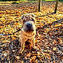 dog, shar_pei, puppy, wrinkled_face, leaves, autumn, forest, park, outdoor, portrait, sitting, leash, sunlight, trees, ground, cute, pet, brown_coat, nature, seasonal