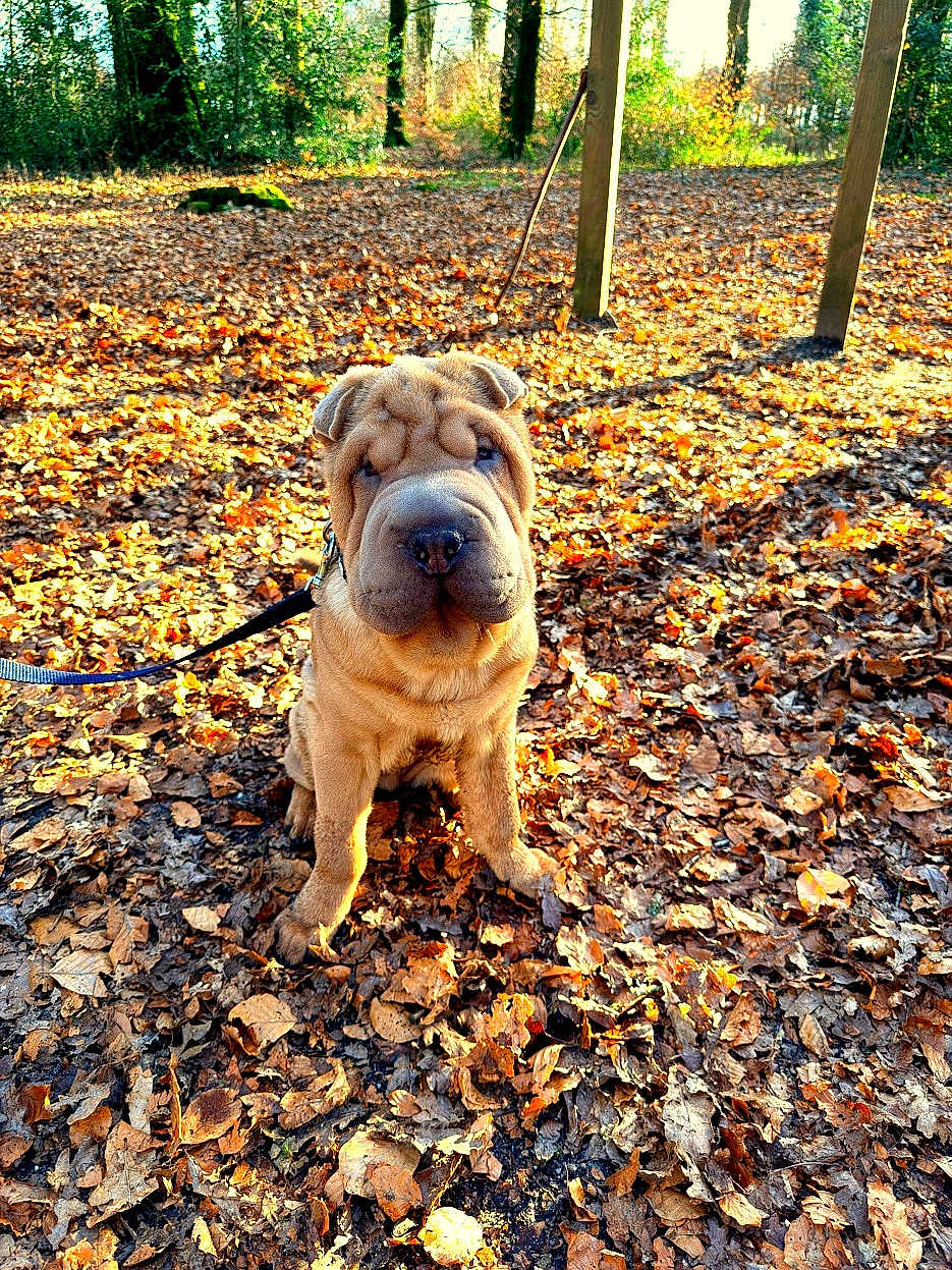 Aslan a rejoint le concours — aidez-le/la à gagner de superbes lots ! dog, shar_pei, puppy, wrinkled_face, leaves, autumn, forest, park, outdoor, portrait, sitting, leash, sunlight, trees, ground, cute, pet, brown_coat, nature, seasonal